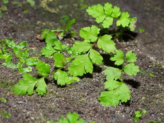 Cystopteris fragilis