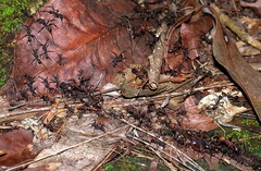 Eciton burchellii parvispinum