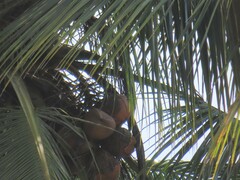 Cocos nucifera