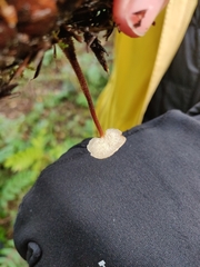 Auriscalpium vulgare