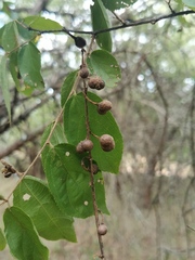 Grewia flavescens