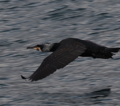 Phalacrocorax carbo
