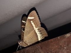 Cyligramma latona