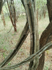 Grewia flavescens