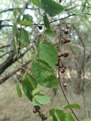 Grewia flavescens