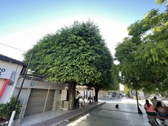 Ficus benjamina