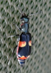 Anthocomus fasciatus