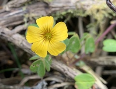 Oxalis spiralis