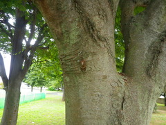 Graptopsaltria nigrofuscata