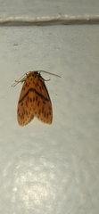 Miltochrista arcuata