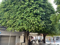 Ficus benjamina