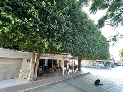 Ficus benjamina