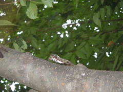 Graptopsaltria nigrofuscata