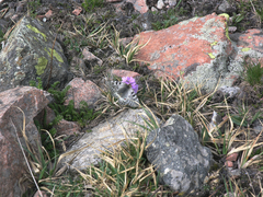 Primula algida
