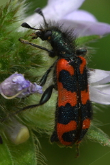 Trichodes alvearius