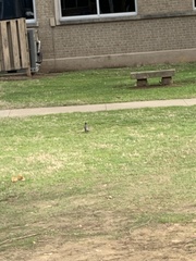 Turdus migratorius