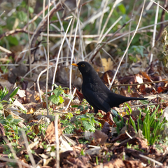Turdus merula