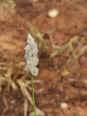 Cyphocarpa angustifolia