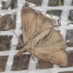 Hypena scabra