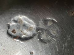 Ptychogena lactea