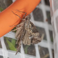 Hypena scabra