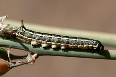 Hyles livornica