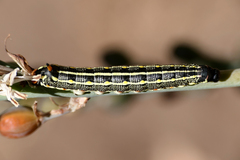 Hyles livornica