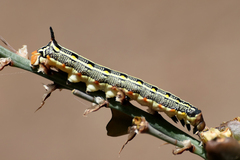 Hyles livornica
