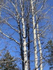 Poecile atricapillus