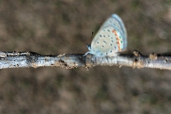 Icaricia lupini texanus