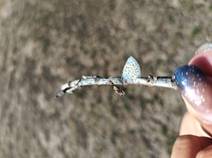 Icaricia lupini texanus