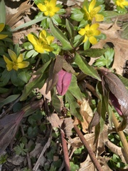 Helleborus orientalis