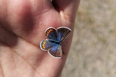 Icaricia lupini texanus