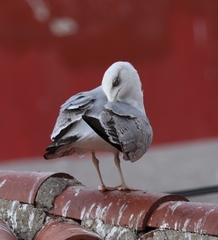 Larus michahellis