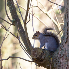 Sciurus carolinensis