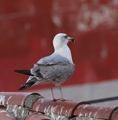 Larus michahellis