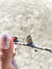 Icaricia lupini texanus