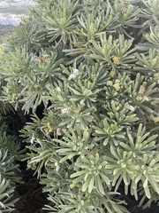 Tournefortia gnaphalodes