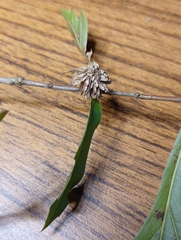 Dryocosmus floridensis