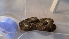 Xenodon rabdocephalus
