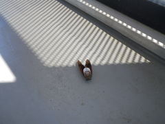 Graptopsaltria nigrofuscata