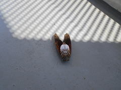 Graptopsaltria nigrofuscata