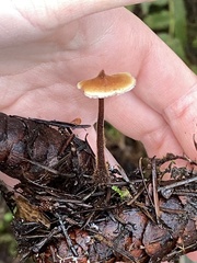 Auriscalpium vulgare