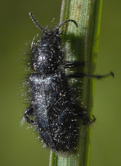Enicopus