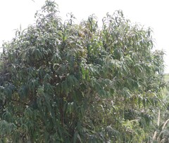 Buddleja salviifolia