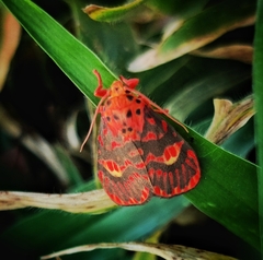 Ammatho cuneonotatus