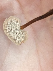 Auriscalpium vulgare