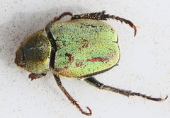 Hoplia argentea