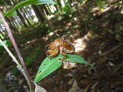 Graptopsaltria nigrofuscata