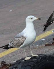 Larus michahellis